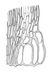 Sematophyllum uncinatum, alar cells. Drawn from V.D. Zotov s.n., 3 Dec. 1933, CHR 9124.
 Image: R.C. Wagstaff © Landcare Research 2016 